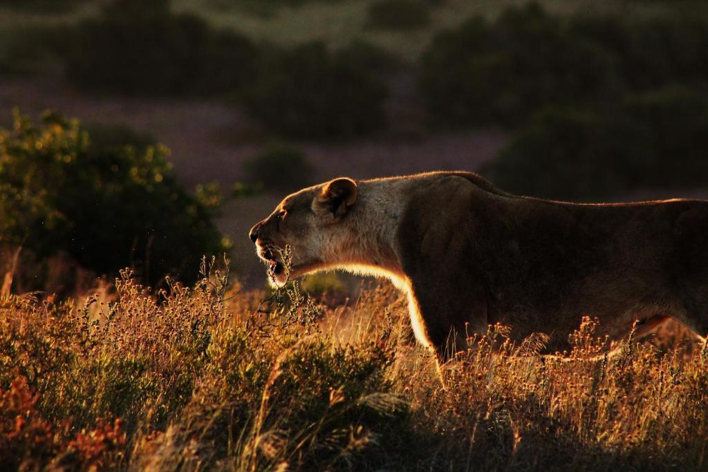 Hillsnek Safari Camp - Amakhala Game Reserve ภายนอก รูปภาพ