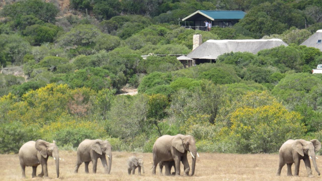 Hillsnek Safari Camp - Amakhala Game Reserve ภายนอก รูปภาพ