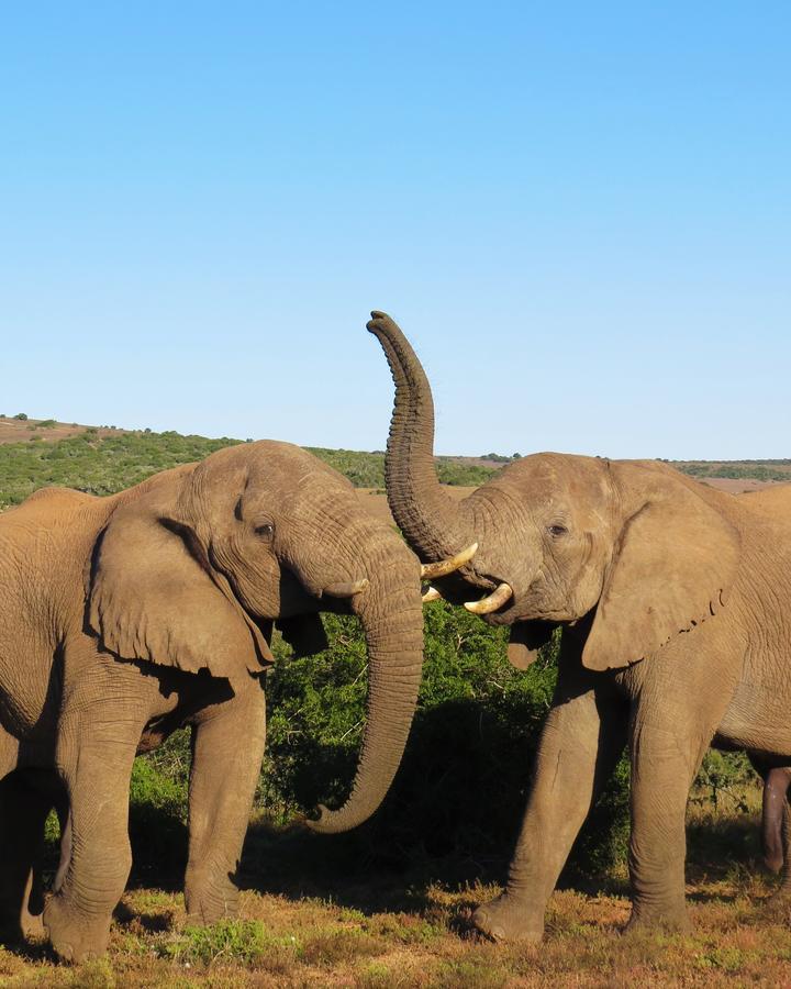 Hillsnek Safari Camp - Amakhala Game Reserve ภายนอก รูปภาพ