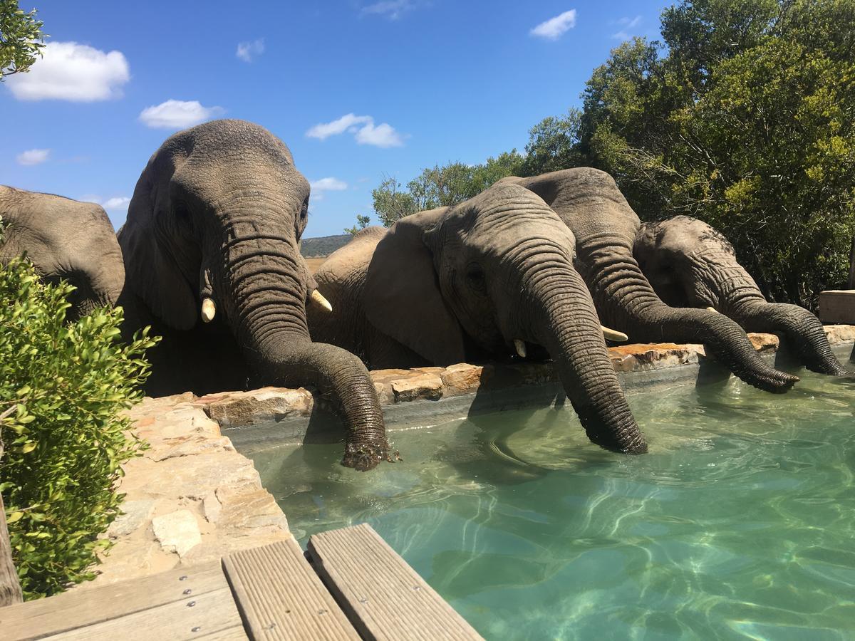 Hillsnek Safari Camp - Amakhala Game Reserve ภายนอก รูปภาพ