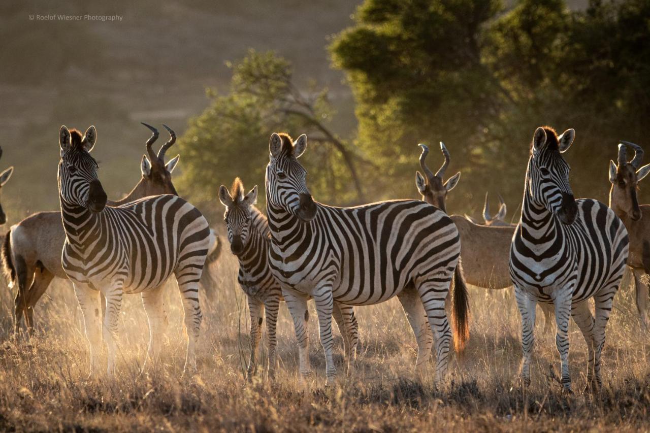 Hillsnek Safari Camp - Amakhala Game Reserve ภายนอก รูปภาพ