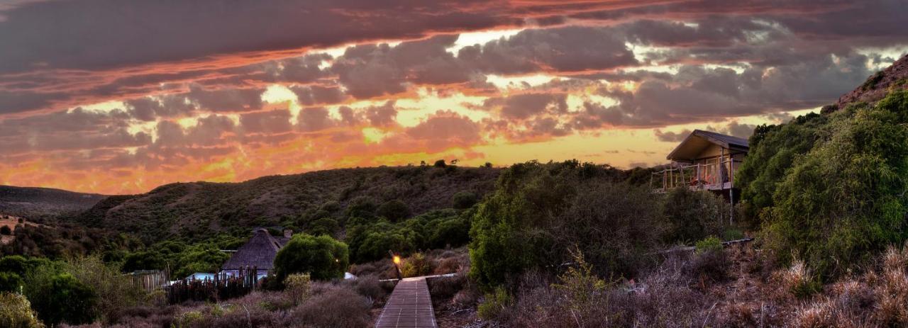 Hillsnek Safari Camp - Amakhala Game Reserve ภายนอก รูปภาพ