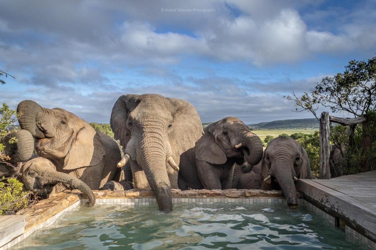 Hillsnek Safari Camp - Amakhala Game Reserve ภายนอก รูปภาพ
