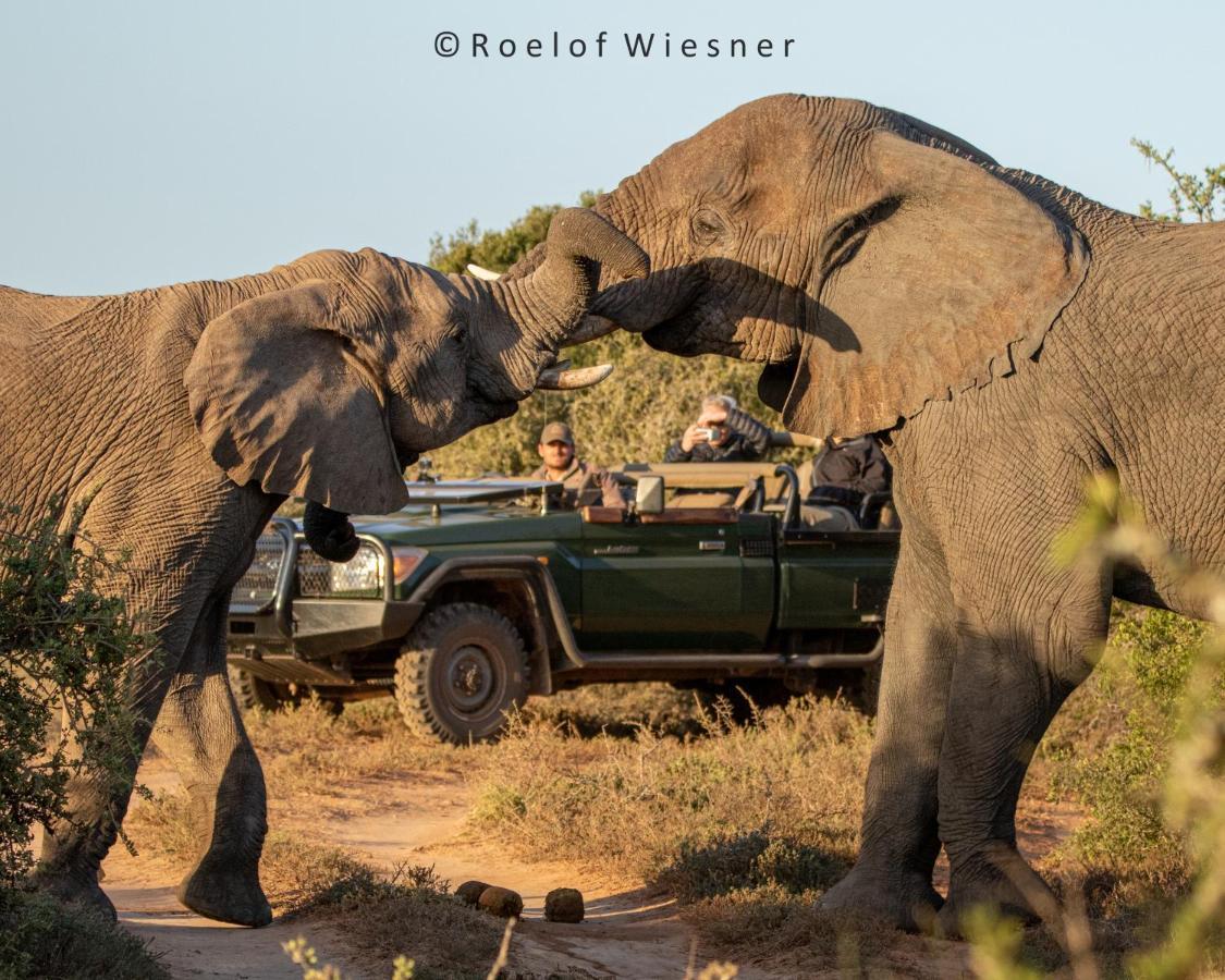 Hillsnek Safari Camp - Amakhala Game Reserve ภายนอก รูปภาพ
