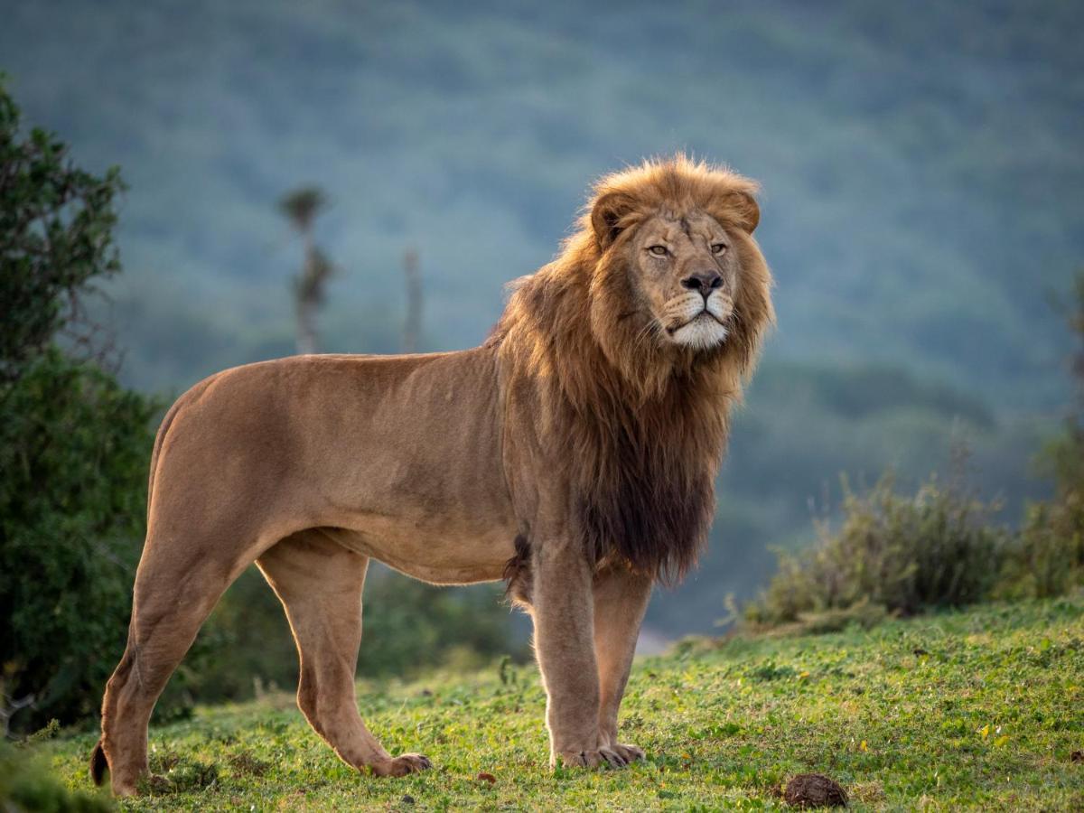 Hillsnek Safari Camp - Amakhala Game Reserve ภายนอก รูปภาพ
