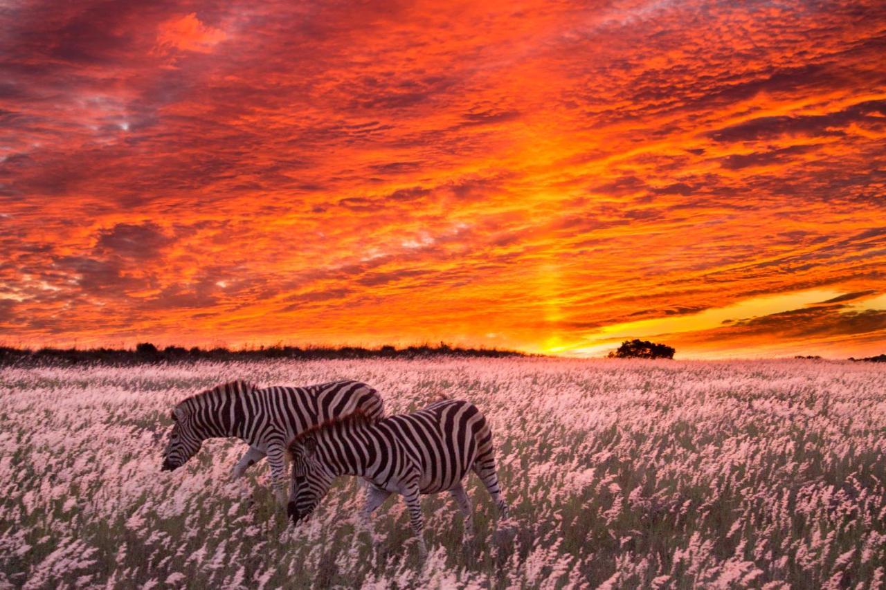 Hillsnek Safari Camp - Amakhala Game Reserve ภายนอก รูปภาพ
